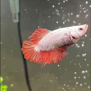 Meet your Posher, Jeff